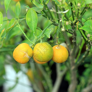 食物营养橙树上年轻的甜子市场图片