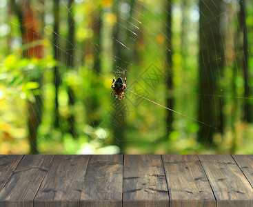 分裂模糊质地办公桌空间在森林背景上自由放置位蜘蛛与放在cobweb空地顶端的木质桌子上有自然林观光图象的纸板旧木站台有森林昆虫视图片