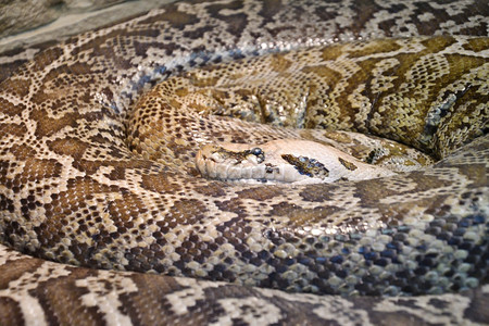 属物种拉丁色是一条大型非毒蛇它来自一个天文馆中真实的有眼龙基因皮肤图片