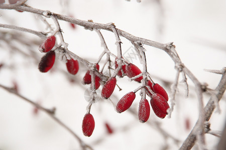 冬天冷冻水晶平近距离图像其深浅的冻柏贝里斯粗俗草地BarberryGemeineBerberitze浆果上面有挂在树枝的冰晶图片