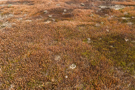 荷兰公园HogeVeluwe的ceratodonmoss春天分支宽的图片
