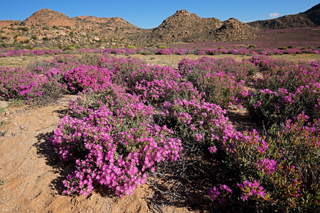 南部生态未受破坏的南非北开普省纳马夸兰干旱地貌的彩色明亮野花图片