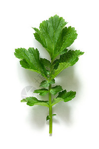 颜色新鲜的绿天然欧芹叶在白色背景上分离新鲜的绿色天然欧芹叶在白色背景上分离健康白色的图片