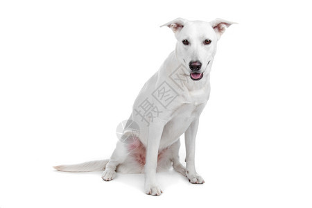 叉混合品种的狗白色牧羊犬拉布多混合品种的白色牧羊犬和拉布多在白色背景下被隔离混蛋涂层图片