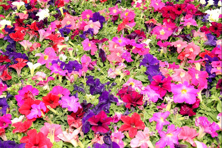花朵彩色紫红和粉花显示图片夏天瓣的图片