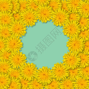 开花期明亮的黄色朵排列在一个架子上蓝色或薄荷底岩的边框上从dandelions复制空间中分离出来图片