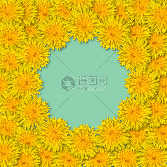 开花期明亮的黄色朵排列在一个架子上蓝色或薄荷底岩的边框上从dandelions复制空间中分离出来图片