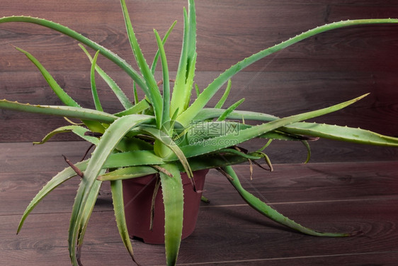 AloeVera装在木背景的红色花瓶里锅药物美丽图片