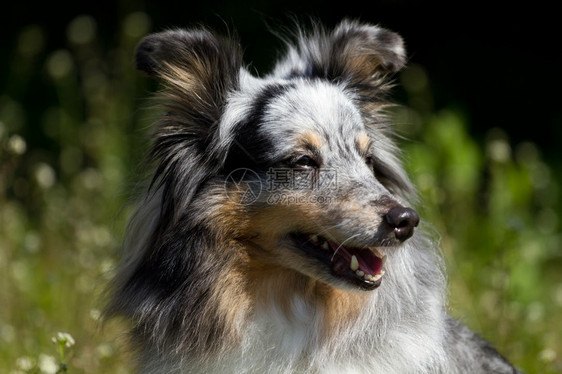 哺乳动物自然蓝色Merle小说家的肖像牧羊犬图片