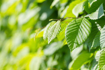 夏季公园的观赏树丛叶栅栏环境灌木丛图片