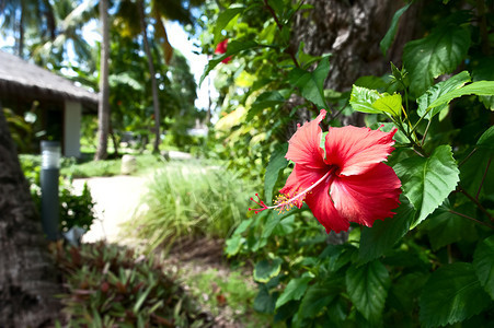 大溪地美丽的热带背景有明红花热带的美丽背景宝来加勒比海图片