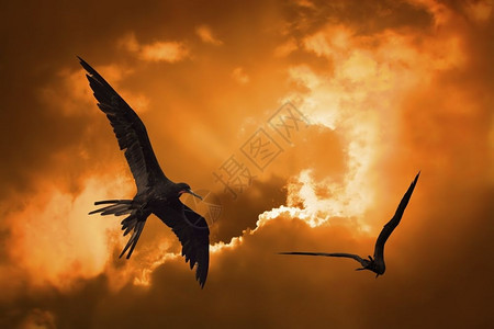 公园天空日落时鸟在Curacao鸟类日落时飞生态图片