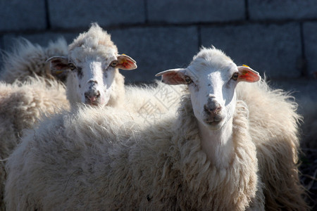 羊驯化的动物自然图片
