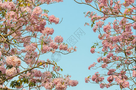 丰富多彩的开花粉小号树或蓝色天空中的粉红塔布比亚花朵粉色的图片