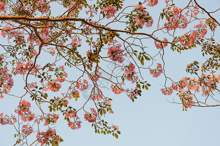 植物群叶子粉小号树或蓝色天空中的粉红塔布比亚花朵美丽的图片