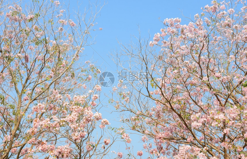 分支粉小号树或红塔布比亚花朵蓝天有复制空间公园植物图片