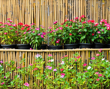 明亮的植物竹底锅中加泰罗兰特胡斯玫瑰花绿色图片