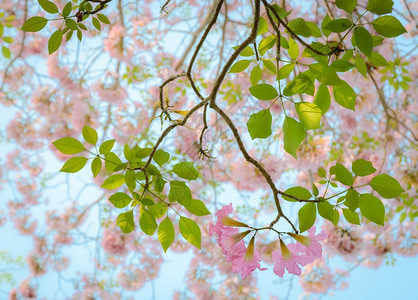 满的喇叭粉小号或塔贝比亚花朵盛开图片