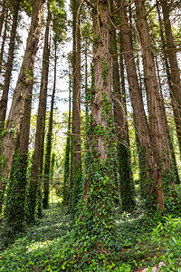 石头西斯特洛葡萄牙辛拉的Pena自然林公园带有树木和石块巨大的图片