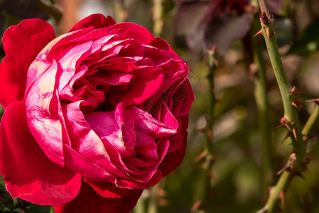 装饰单身在花园里隔绝彩色玫瑰花与复制间隔绝玫瑰的背景壁纸开花图片