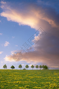 德国伯吉斯州BergischesLand德国春季带云和蓝天空的大片草地景观生态系统树旅游图片