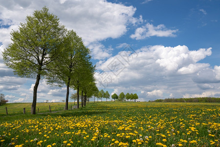 旅行美丽贝尔吉什德国伯斯州BergischesLand德国春季带云和蓝天空的大片草地景观图片