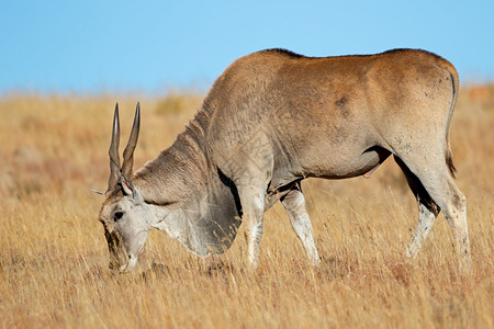 哺乳动物伊兰在南非泽布拉山公园草地喂养的长羚羊类动物南非洲Zebra山户外图片