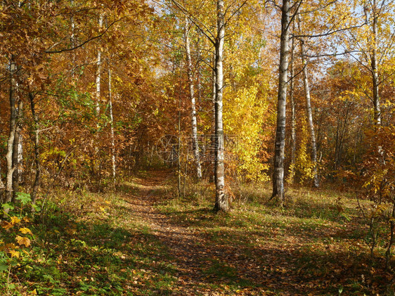 秋季金黄色的森林图片