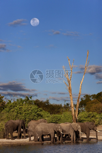 博茨瓦纳Chobe公园乔贝河岸上一群非洲大象LoxodontaLoxodontaafrifana哺乳动物苹果浏览器荒野图片