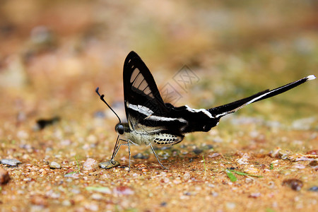 蝴蝶短尾巴背景