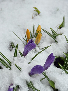 白雪中的鳄鱼紫色春花白雪中的鳄鱼花精美春天行进图片