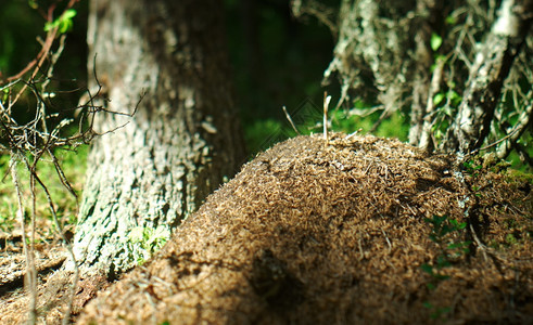 Anthill红森林蚁蚂木头团队合作社会的图片