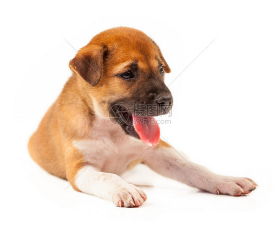 狗显示白种背景孤立的舌头嘴在室内哺乳动物图片