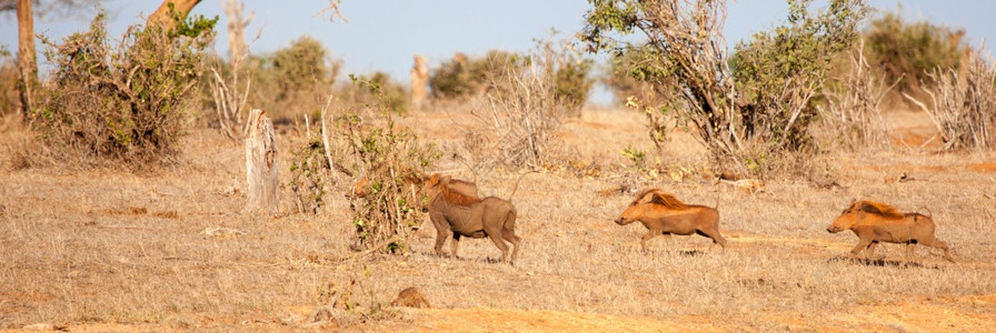 动物群疣猪户外野横穿肯尼亚的草原图片