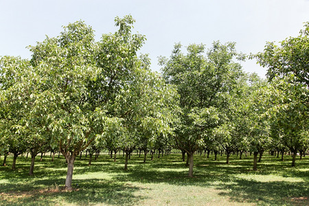 生的食物景观法国格勒诺布尔胡桃树图片
