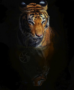 凶猛的老虎图片