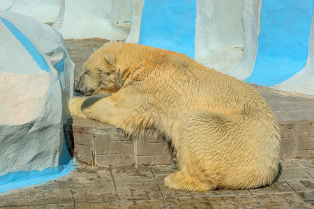 自然蓝色的在动物园Ursusmaritimus睡觉的北极熊野生动物图片
