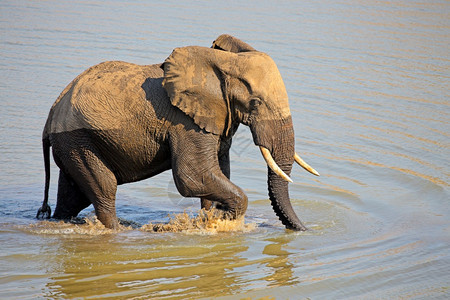 旅游的水南非克鲁格公园非洲大牛象LoxodontaAfricana在一条河流中行走南非克鲁格公园图片