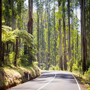缠绕山驾驶澳大利亚维多州Yarra河谷BlackSpur一带森林的塔树和木生苗图片