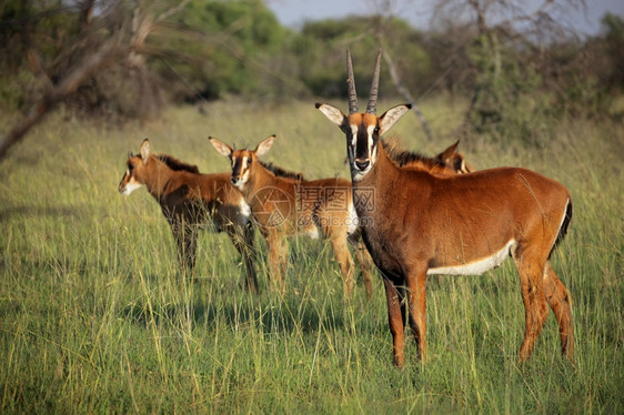南非自然栖息地的一群有可生存羚羊家庭HippotoragusnigersNigger草原哺乳动物稀有的图片