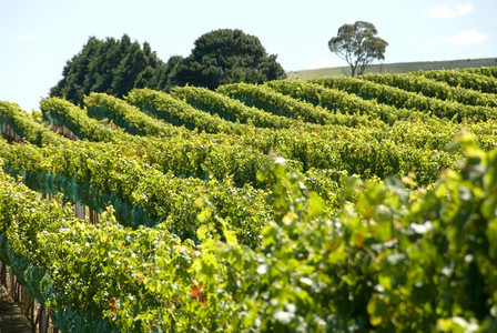 澳大利亚新南威尔士部高地上的一个葡萄园位于澳大利亚新南威尔士州葡萄栽培新的水果图片
