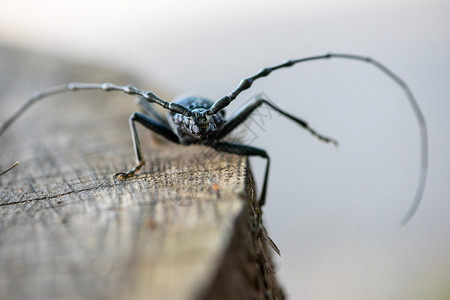 在橡树上坐着的一只伟大羊角甲虫紧贴近身罗马尼亚橡木日志图片