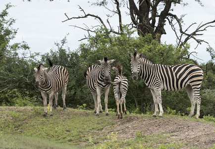 自然黑色的南非洲公园的斑马群拉图片