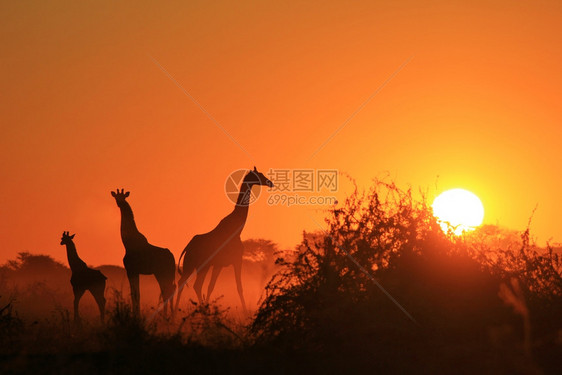摆姿势自然语气长颈鹿剪影金色日落天空图片