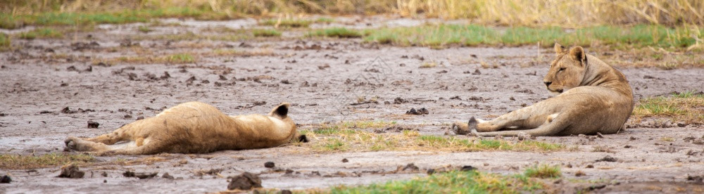 自然两只狮子正在休息肯尼亚的稀树草原动物王图片
