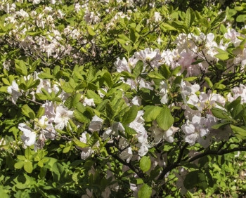 杜鹃花数字的电视摄影机植物图片