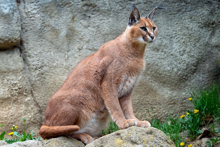 猎人成年野生狞或非洲猞猁成年野生狞或非洲猞猁看猫图片