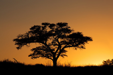 与现出轮廓的非洲金合欢树日落喀拉哈里沙漠南非与现出轮廓的树日落生态加拉迪下午图片