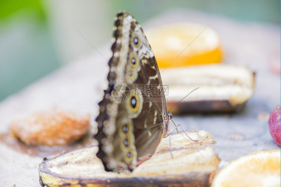 生物学morpho蝴蝶morphopeleides吃花蜜热带的图片