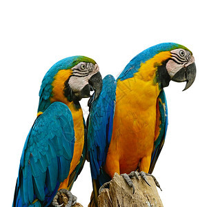 漂亮的自然蓝色和金MacawAviary孤立在白色背景上翅膀图片